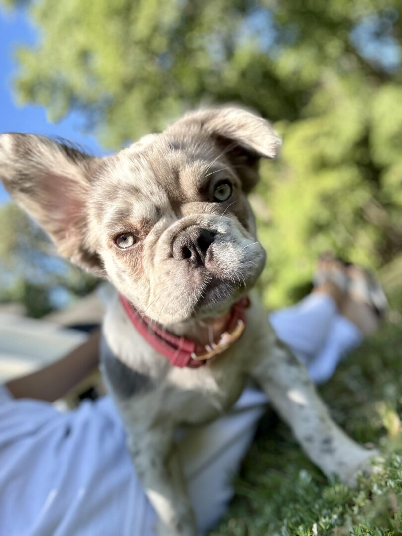 Fluffy French bulldog puppy standing in grass yard over someone's legs.