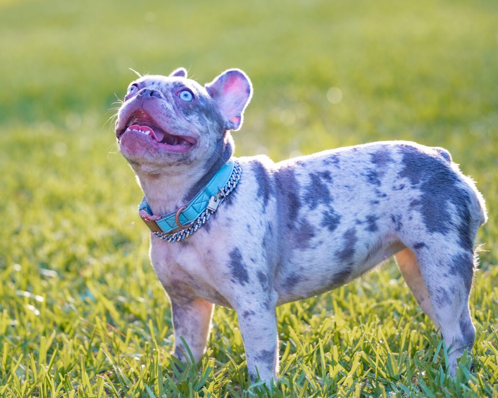 Merle French Bulldog, exotic colors.