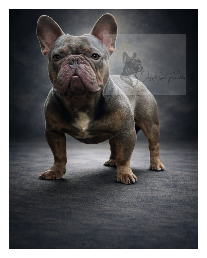 Frenchie Stud