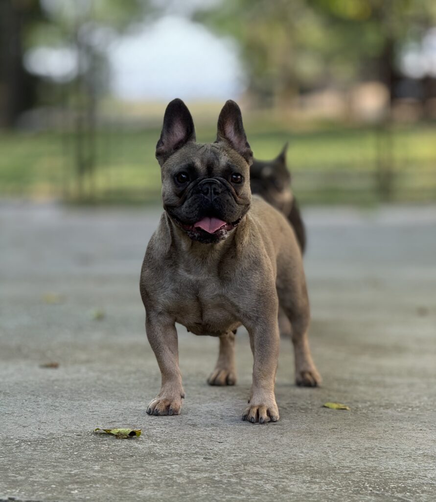 Blue Stable French Bulldog