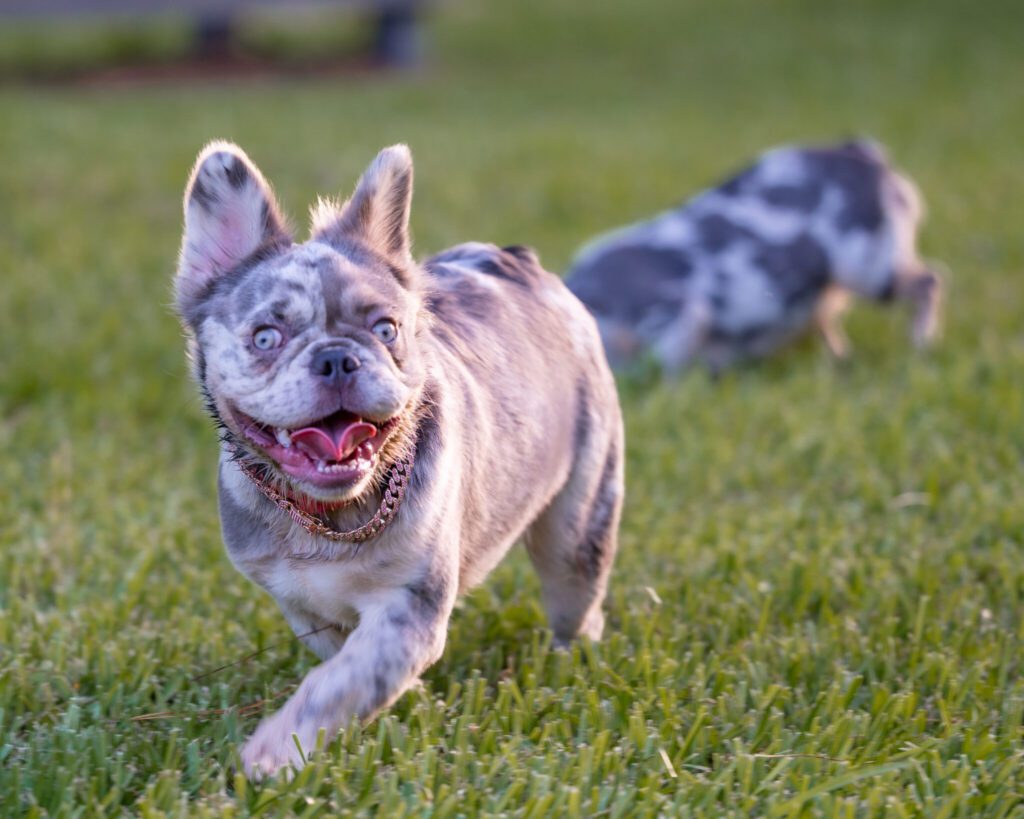 Fluffy Lilac Merle French Bulldog